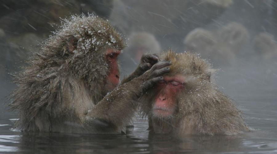 Japanmakaken im warmen Wasser