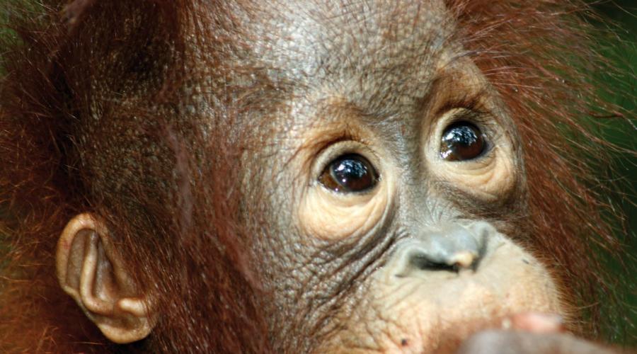 Orang-Utan im Tanjung Puting Nationalpark