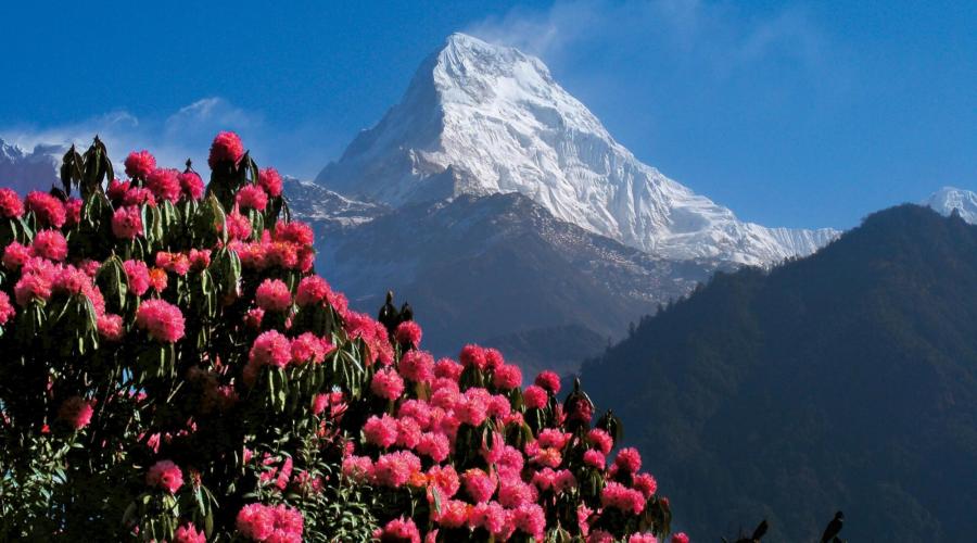 Rhododendron-Blüte im Frühling