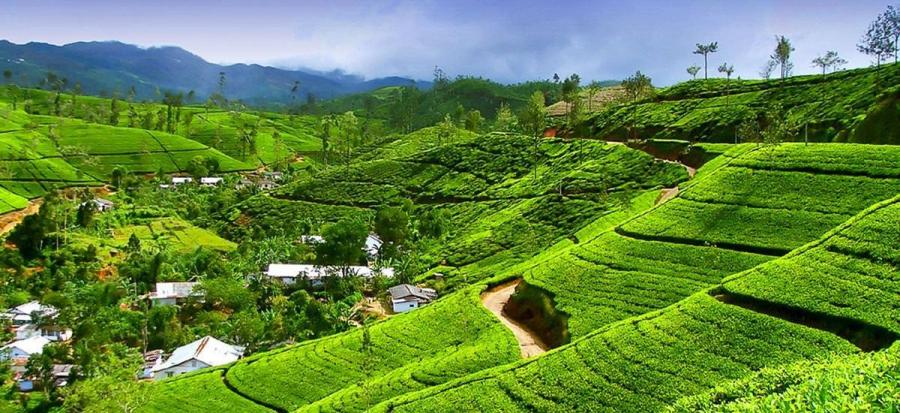 Teeplantagen auf den Nuwara Eliya Terrassen