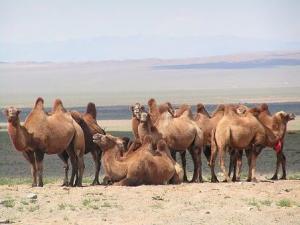 Kamele in der Gobi