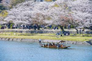 Kirschblüten in Kintaikyo